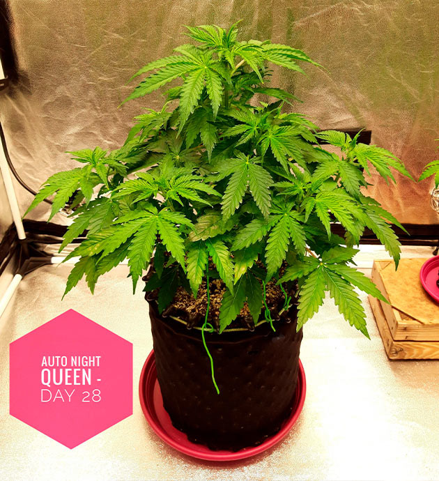 Четвертая неделя вегетации Куст конопли высотой 43 см