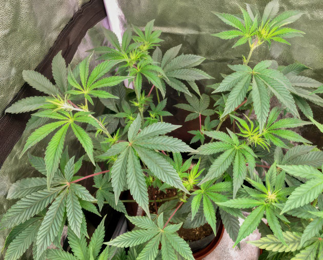Конопля на 6 неделе роста