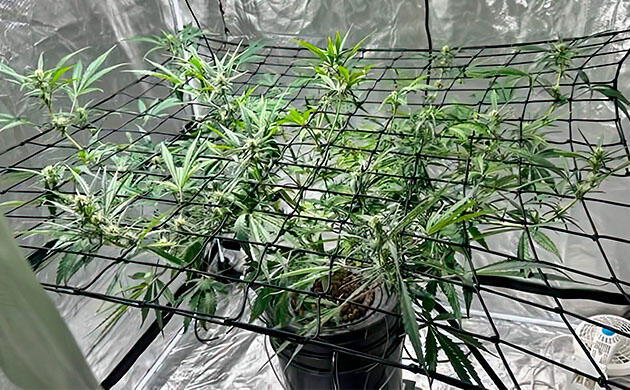 Блокировка питания и стабилизация условий роста Конопля под сеткой ScrOG