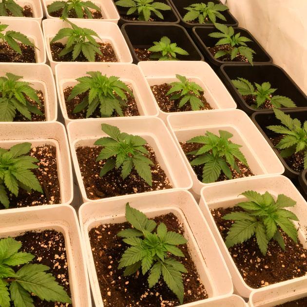 Ростки Mac n’ Jack R1 на 2 неделе выращивания