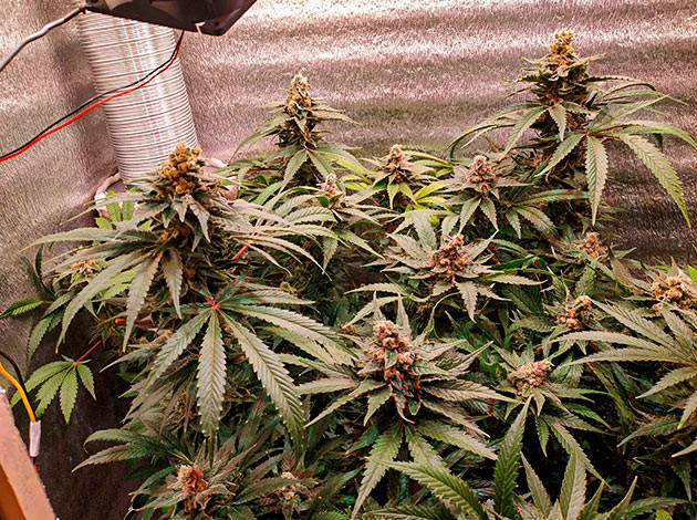 Цветущий куст LSD