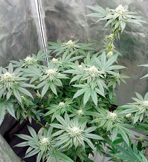 Куст Booberry Cookies RBX от Ethos Genetics на 12 неделе