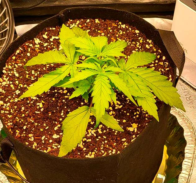 Растишка Forbidden Runtz Auto от FastBuds на 1 неделе