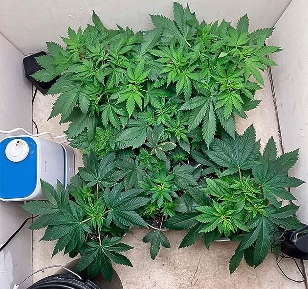 Проведение топпинга и кремний для рациона Кусты Mac n’ Jack R1 от Ethos Genetics на 4 неделе