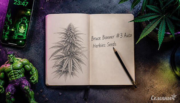 Гроурепорт сорта Banner #3 Auto от Herbies Seeds