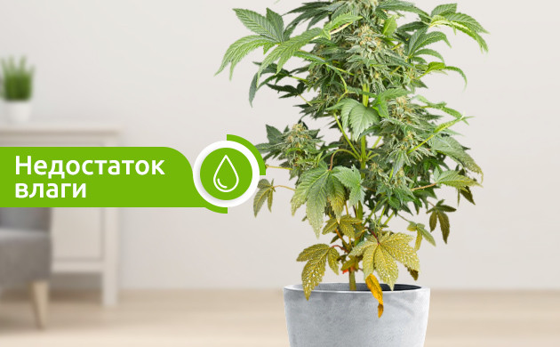 Пожелтение нижних листьев из-за недостаточного полива