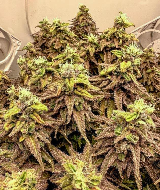 Куст Godfather OG Auto от 7CH American