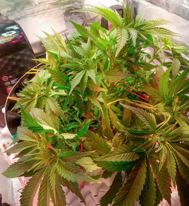 Дефолиация конопли Куст Cream Caramel CBD от Sweet Seeds на 5 неделе