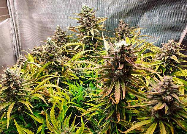 Цветение сорта конопли Auto Chocolate Skunk Подготовка к харвесту Auto Chocolate Skunk