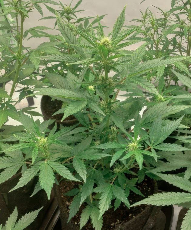 Ранняя стадия цветения: сладковатый аромат и рост бутонов Конопля ростом 40 см