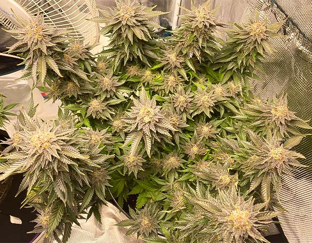 Куст каннабиса перед харвестом