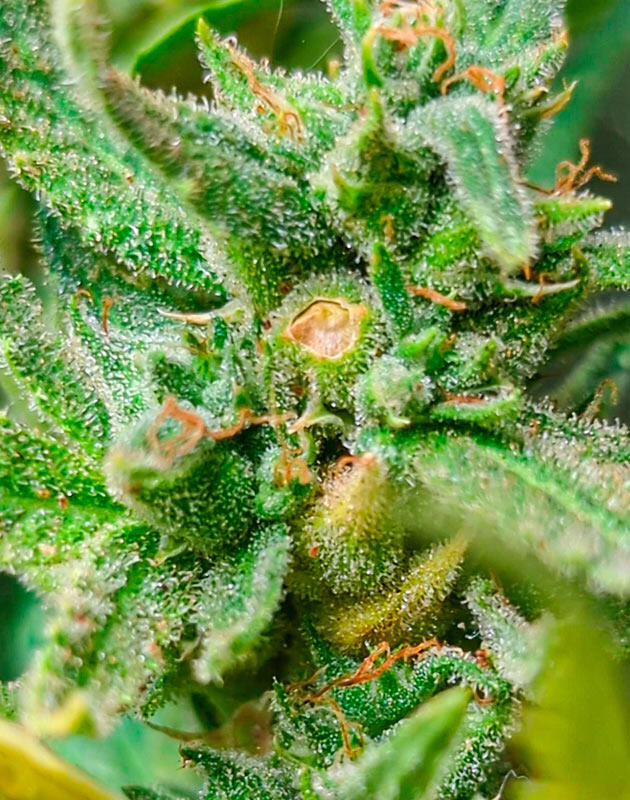 Начало промывки конопли Куст Peach Crescendo Auto RF3 от Ethos Genetics на 8 неделе