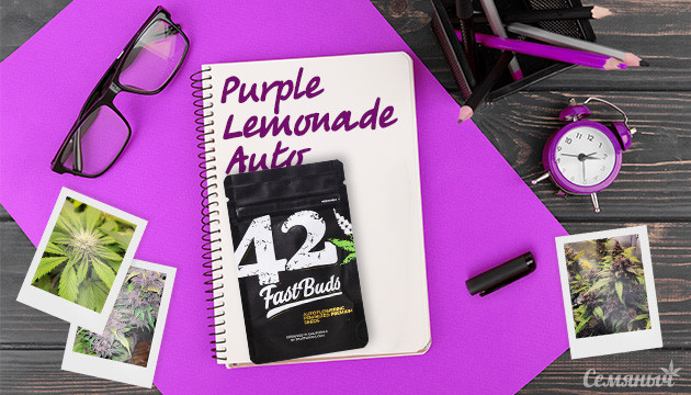 Выращивание сорта конопли Purple Lemonade Auto в индоре Гроурепорт сорта конопли Purple Lemonade Auto