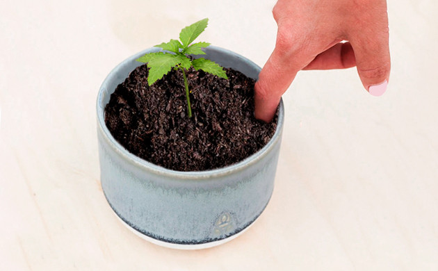 Проверка сухости почвы Контроль влажности пальцем