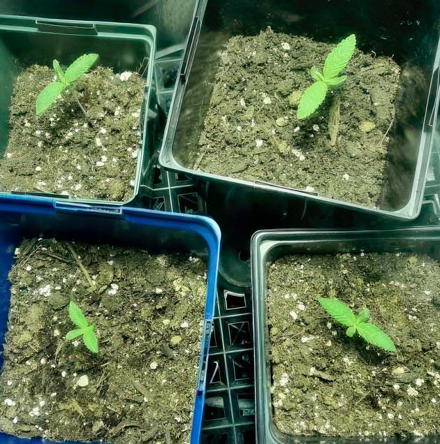 Старт вегетации марихуаны Активный рост конопли сорта End Game R2