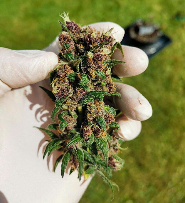Созревшая шишка марихуаны сорта конопли Purple Lemonade FF