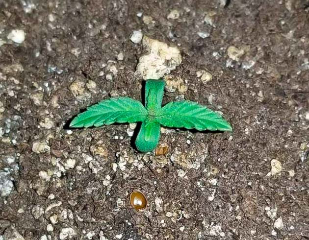 Проращивание конопли Росток сорта Quarter Pounder Autoflower