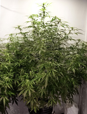 Как проходит первая неделя цветения марихуаны