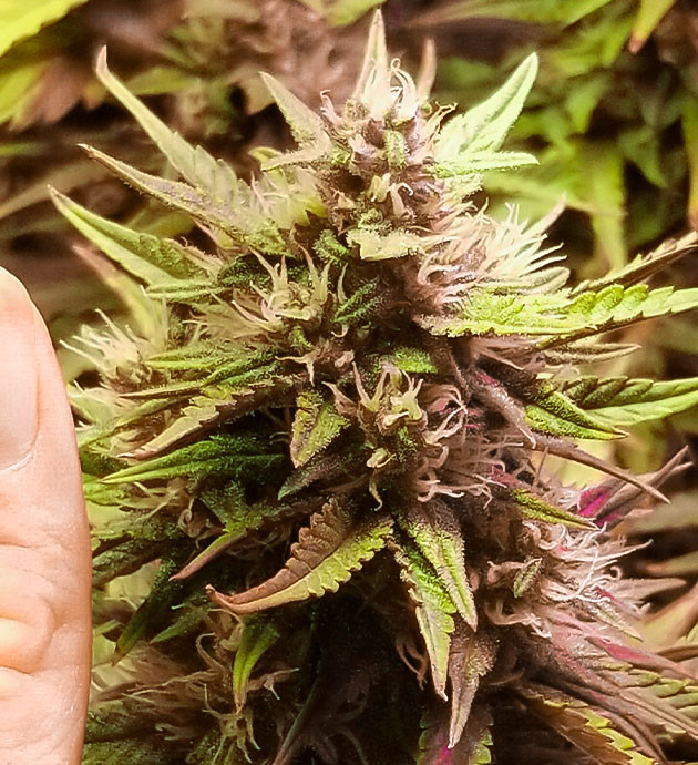 Purple Juice Auto дневник по выращиванию Гроурепорт марихуаны сорта Purple Juice Auto