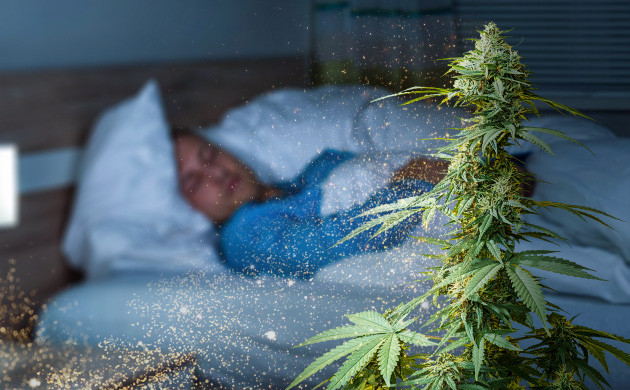 Отсутствие запаха в дневное время Источение аромата конопли