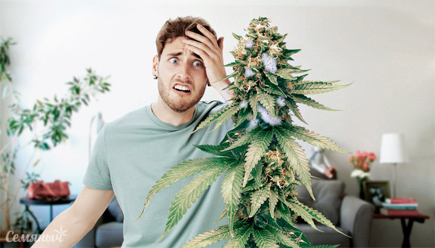 Борьба с плесенью на конопле Плесень на конопле