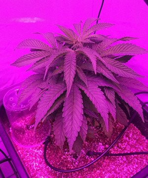 Стадия выращивания Третья неделя вегетации