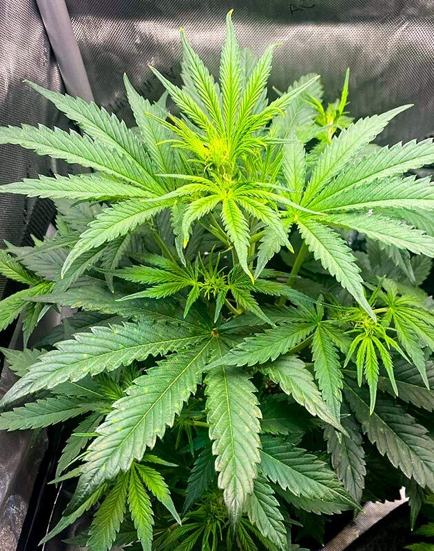 Куст Bruce Banner #3 Auto на 4 неделе