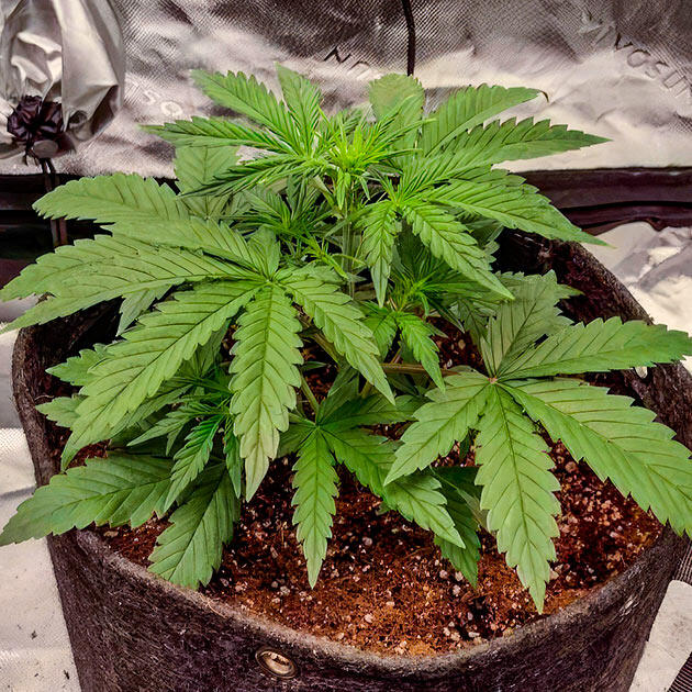 Подготовка автоцвета к фазе цветения Марихуана ростом 22 см