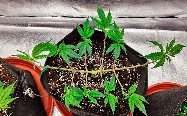 Куст Biscotti Mintz от Barney's Farm на 7 неделе