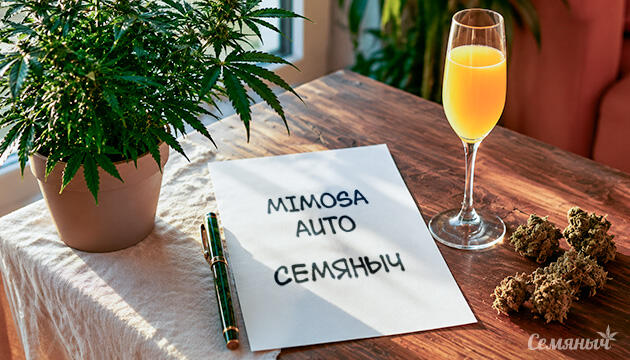 Выращивание сорта марихуаны Mimosa Auto от Семяныча Гроурепорт сорта Mimosa Auto от Семяныча