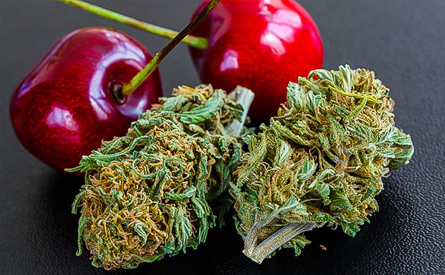 Терпеновый профиль сорта марихуаны Cherry Pie Вкусоароматические свойства и терпеновый профиль сорта