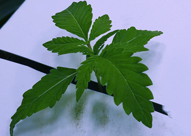 Росток на второй неделе вегетации Росток в гидропонной установке