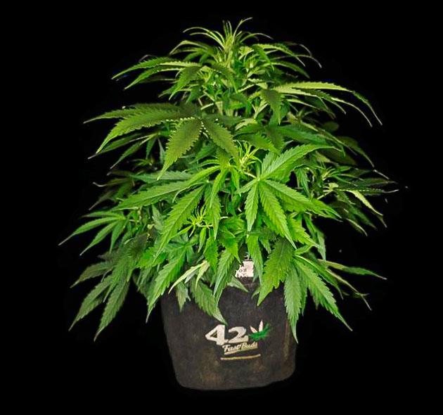 Куст ростом 48 см Куст Z-Up Auto на 3 неделе выращивания