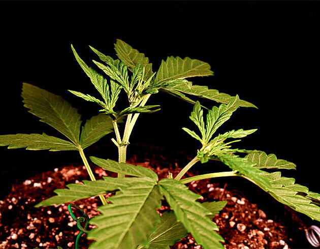 Тренировки и рост марихуаны Растишка Big Bud Auto на стадии вегетации