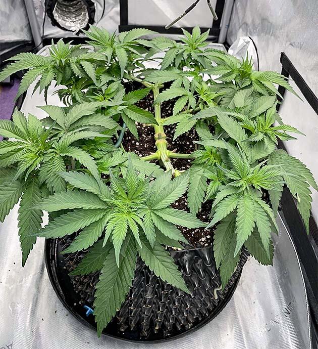 Активный рост марихуаны 6 неделя выращивания Blueberry OG от Barney's Farm