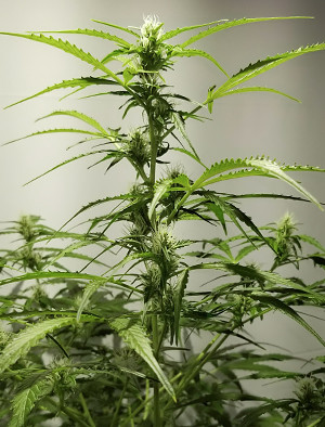 Цветение конопли