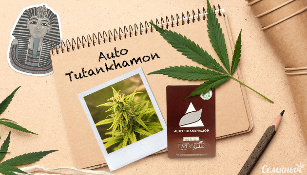 Выращивание сорта Auto Tutankhamon fem Гроурепорт сорта Auto Tutankhamon