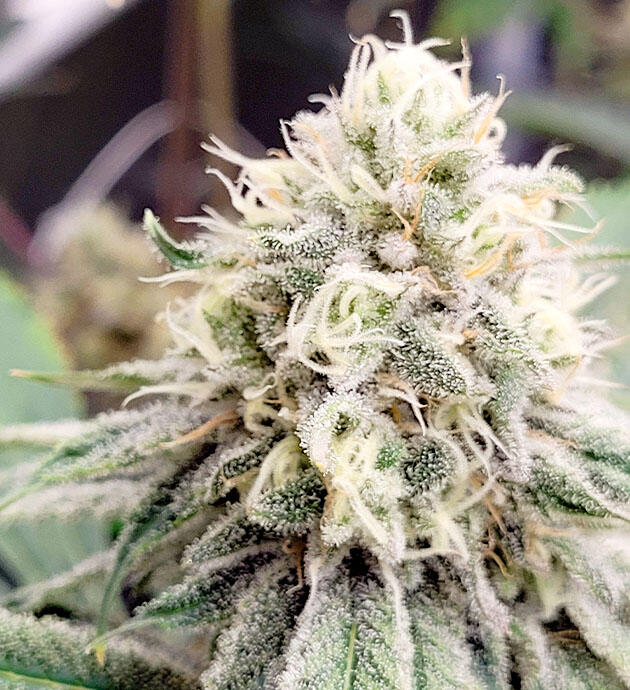 Верхушка каннабиса с плотным слоем смолы и трихом