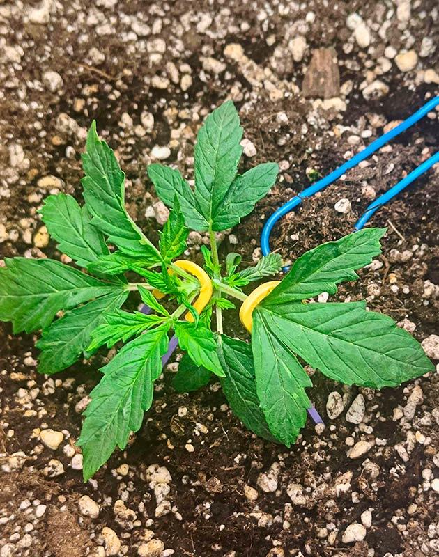 LST тренировка конопли Растишка Crystal WW Autoflower на 3 неделе выращивания
