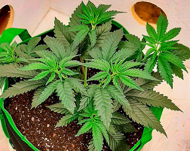 Куст Bruce Banner от сидбанка Семяныч на 5 неделе