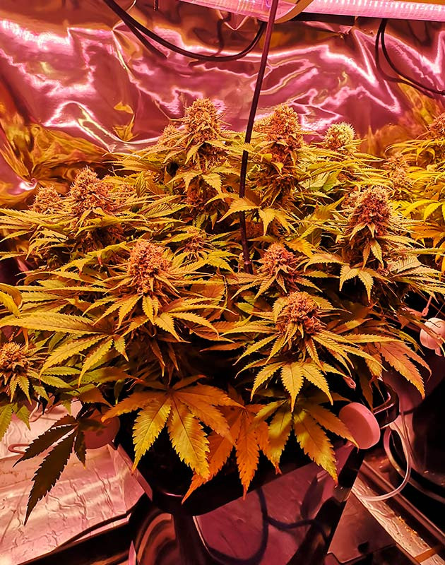 Потемнение бутонов каннабиса