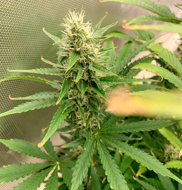 Куст Californian Snow Auto от FastBuds на 8 неделе