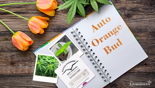 Гроурепорт сорта марихуаны Auto Orange Bud