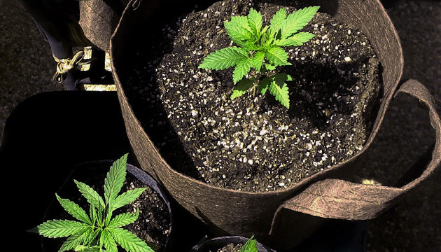 Гроубэги для выращивания марихуаны