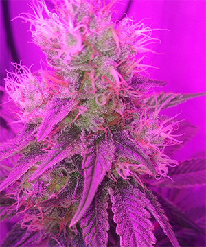 Созревшая шишка марихуаны Соцветие перед харвестом