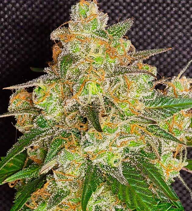 Сбор урожая и впечатления гровера Харвест и общие впечатления