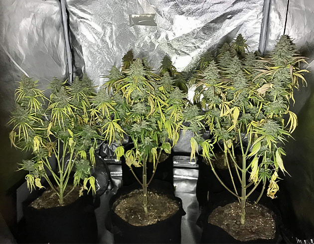 Харвест каннабиса Кусты перед харвестом