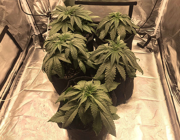 Топпинг на 3 неделе выращивания 3 неделя вегетации