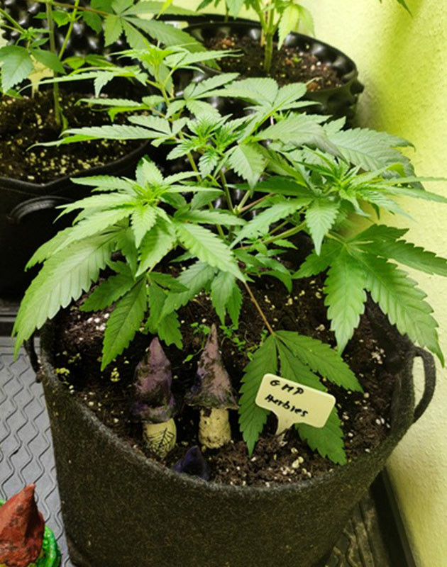 Каннабис в боксе для цветения