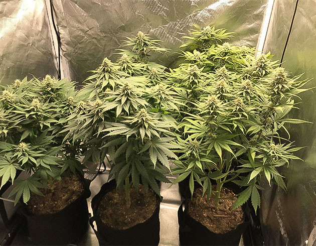 Набор массы и объема соцветий на 9 неделе выращивания 5 кустов Chemical Bride на цветении